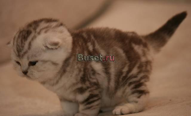 Британские котята редких окрасов Санкт-Петербург