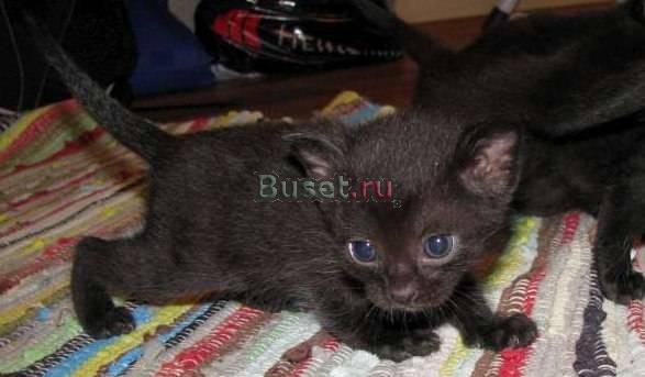 Котенок Нижний Новгород