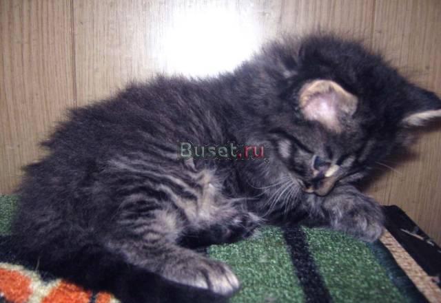 Котенок полуперс полусибиряк.торг Санкт-Петербург