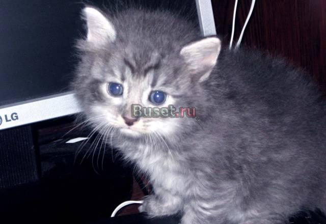 Котик.Папа перс ,мама сибирская.торг Санкт-Петербург