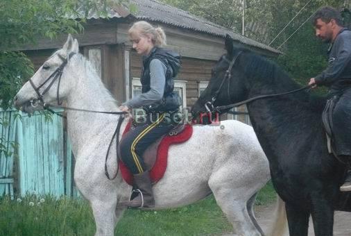Чистопородная орловская кобыла Переславль-Залесский