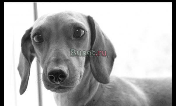 Такса в надёжные руки Москва