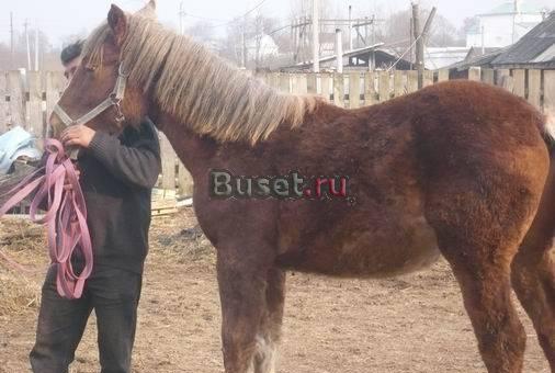 Советский тяжик Переславль-Залесский