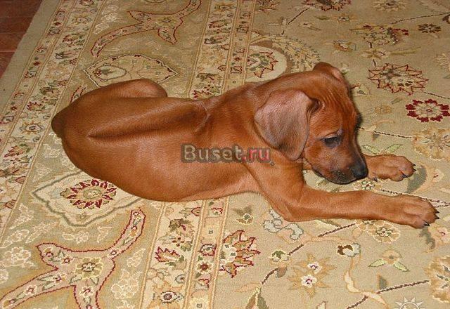 Риджбека 1,5мес.с родословной РКФ,клеймены Воронеж