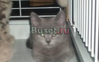 Британские плюшевые котята Москва