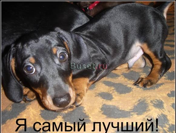 Супер таксята миники Москва