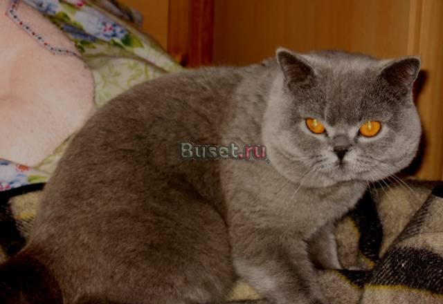Вязка британских кошек Москва