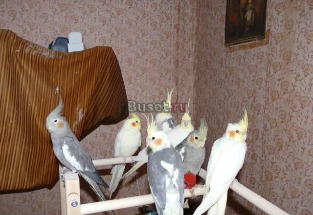 Ручные птенцы корелл Санкт-Петербург