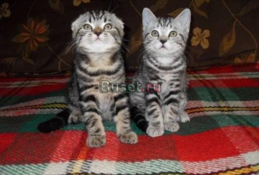 Шотландские котики Москва