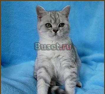 Черная серебристая пятнистая шоу-кошечка Санкт-Петербург