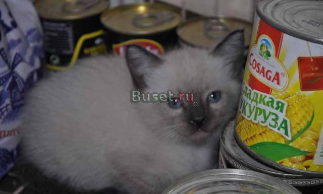 Котята Самара