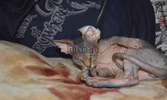 Канадского сфинкса котик Москва
