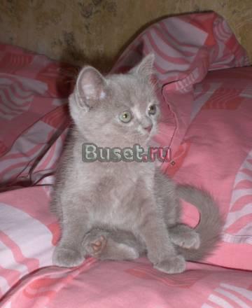 Британские (страйт) котята Москва