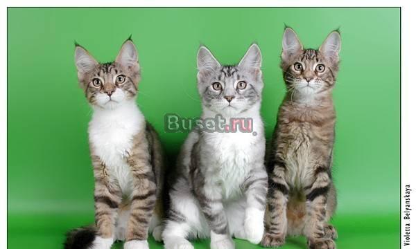 Котята мальчики, 5 мес Москва