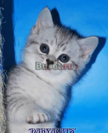 Британские котята  из питомника Daryacats Москва