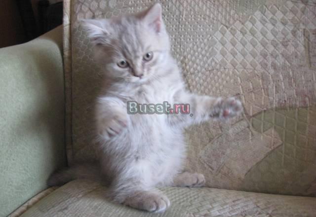 Ласковый шотландский котенок Москва