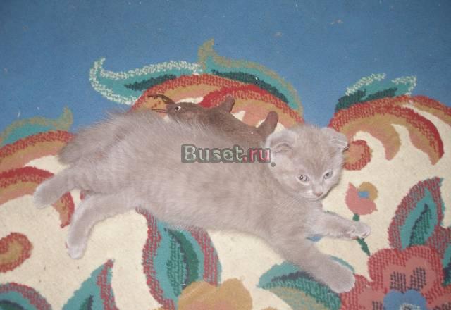 Продаются котята Рязань