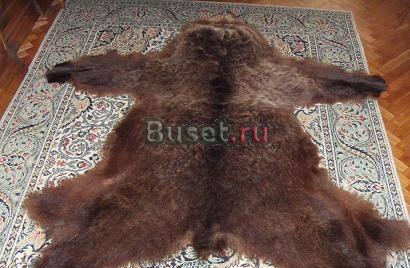 Шкура медведя Москва