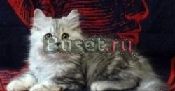 Шотландские котики шоу класса - ns22,летняя цена Москва
