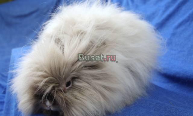 Кролик декоративный  бесплатно 89216363488 Санкт-Петербург