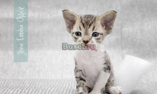 Котята девон-рекс Санкт-Петербург