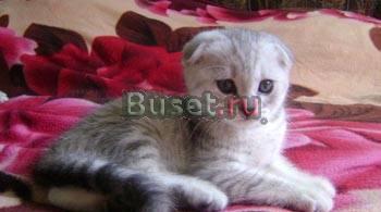 Хайленды, скоттиш-фолд и скоттиш-страйт котята Москва