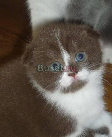 Шотландский вислоухий котенок Новосибирск