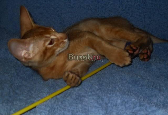 Абиссинский котенок. Серебристый соррель Нижний Новгород