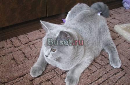 Британская подрощенная девочка Москва