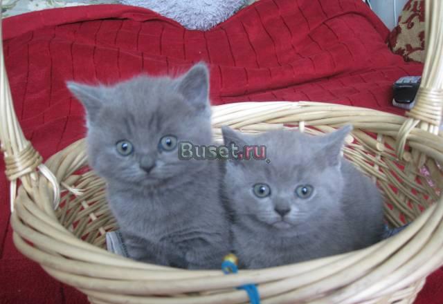 Котята Москва