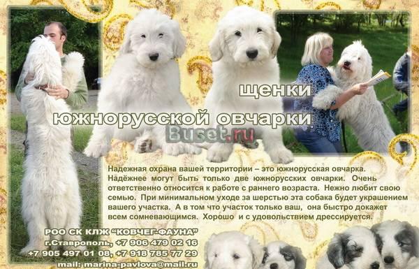 Южнорусская овчарка щенки, питомник "Геарес" Ростов-на-Дону