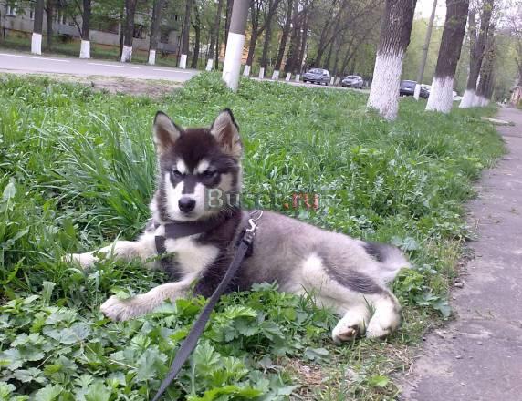 Отдам щенка аляскинского маламута Москва