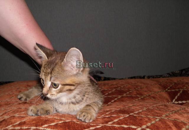 Отдам котят в хорошие руки Кострома