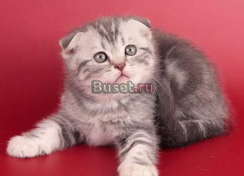 Летние цены на фолдов акция Санкт-Петербург