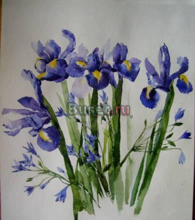 Ирисы Москва