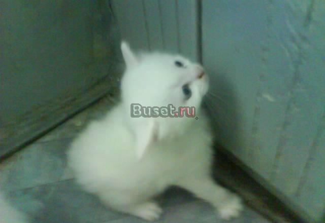 Котята в добрые руки Санкт-Петербург