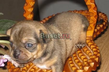 Щенка чихуахуа 1,5м,РКФ Казань