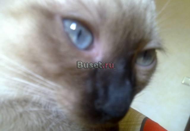 Котята тайский (меконгский) бобтейл 3 мес Москва