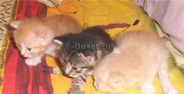 Котятки-красавцы 1 мес. в добрые руки Москва
