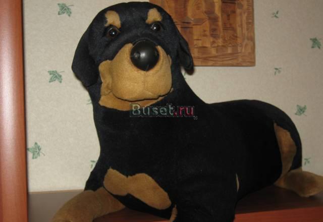 Куплю вот такую собаку Москва