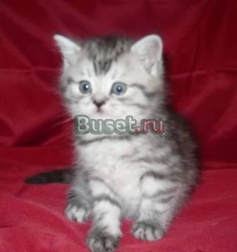 Котята вискас с зелёными глазками Москва