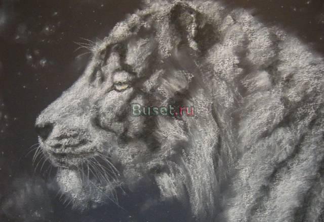 Белый тигр (пастель) Москва