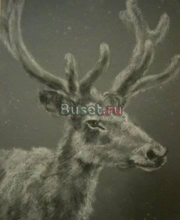 Северный олень (пастель) Москва