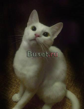 Кот Снежок в добрые руки Саратов