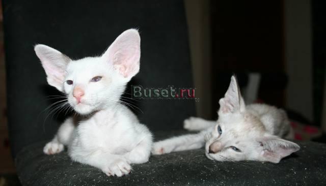 Сиамские  котята Екатеринбург
