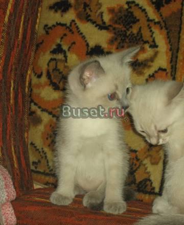 Тайские котята - 2 мальчика, 1,5 месяца Москва