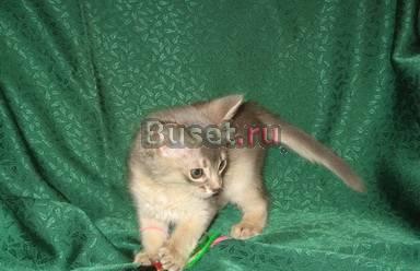 Котенок девочка голубая Сомали Москва