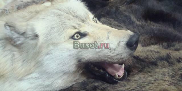 Выделка шкур,чучела зверей и птиц Москва