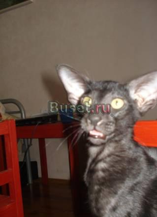 Ориентальный котенок(мальчик) Москва