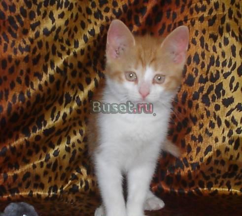 Очаровательный котенок ищет дом Санкт-Петербург